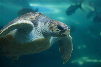 Meeresschildkröte im Two Oceans Aquarium